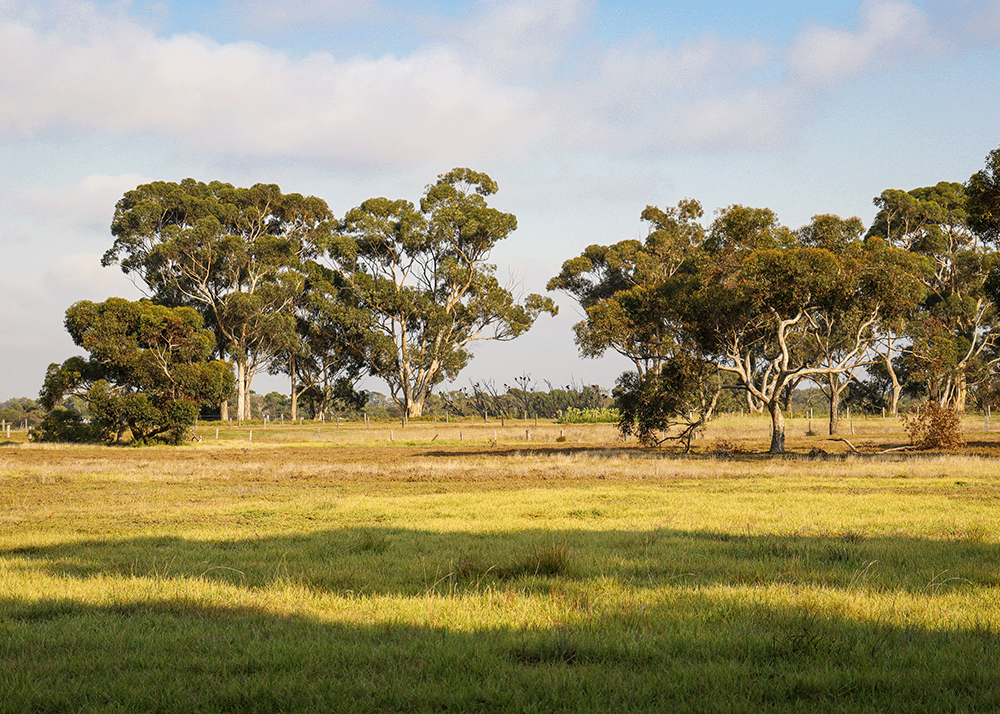 AdobeStock_456854233_Preview Field With Trees